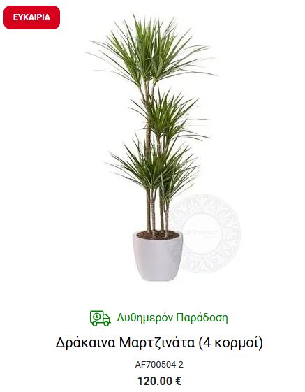 δρακαινα μαριτζιανα