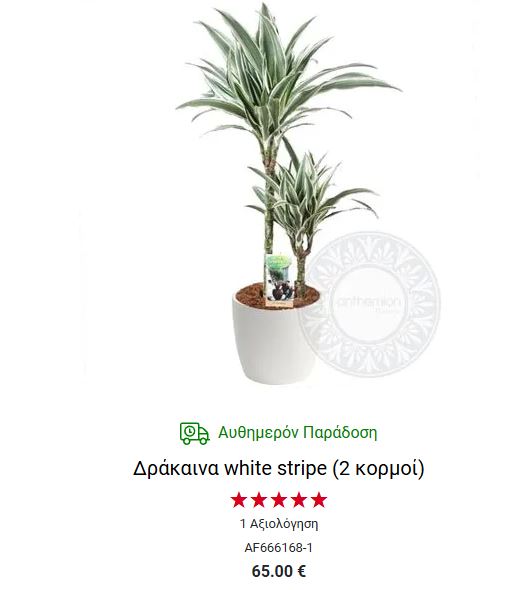 δρακαινα για γραφειο