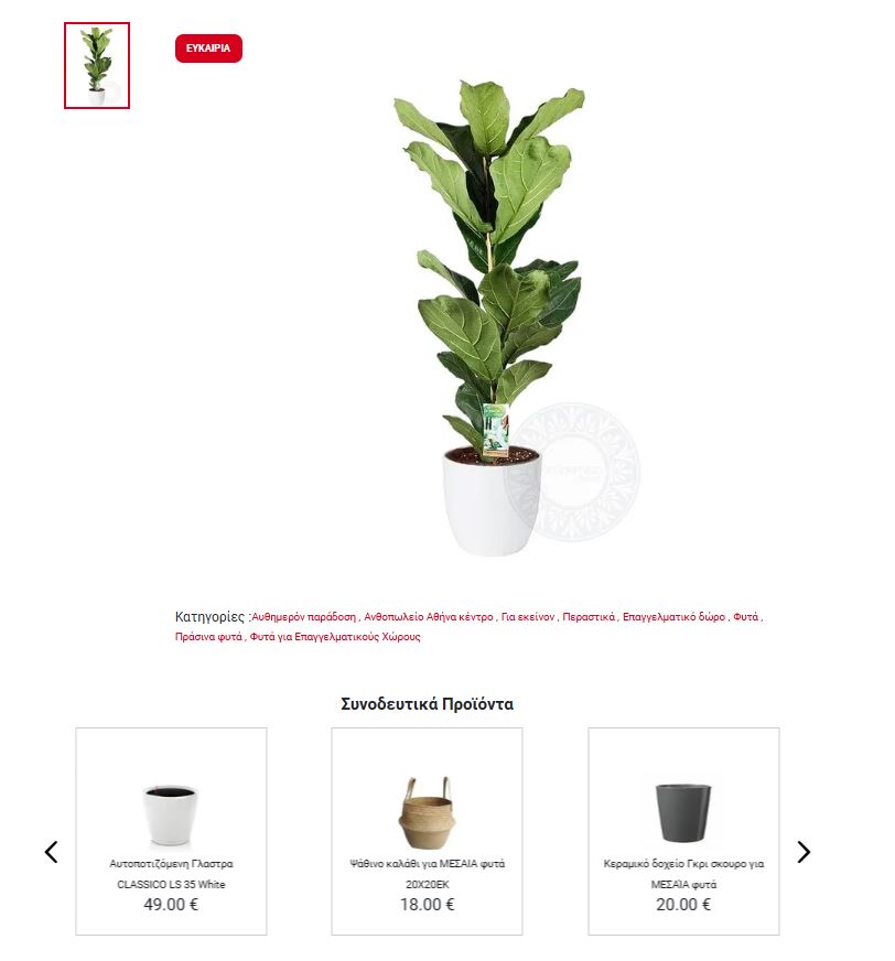 φυτα εσωτερικου χωρου με κασπω