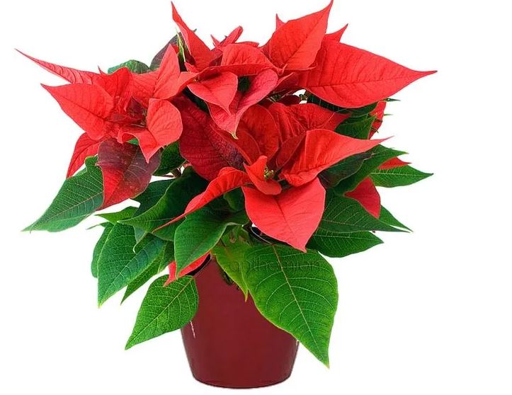 αλεχανδρινο