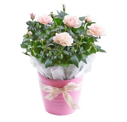 ανοιξιατικη διακοσμηση τριανταφυλλια