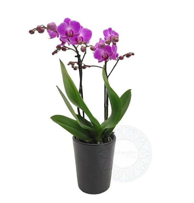 μινι ορχιδεα σε κεραμικο