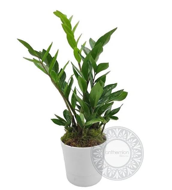 ζαμια σε γλαστρα