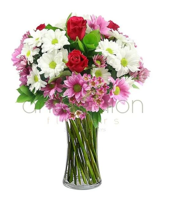 φθινοπωρινα χρυσανθεμα