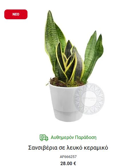 σανσεβιερια μικρη