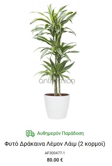 δρακαινα λεμον λαιμ