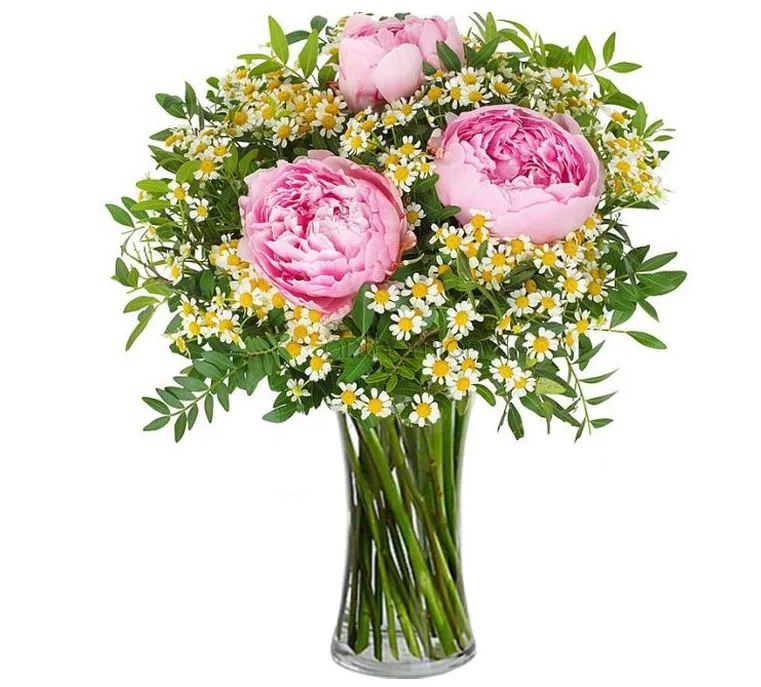 παιωνεσ και χαμομηλια