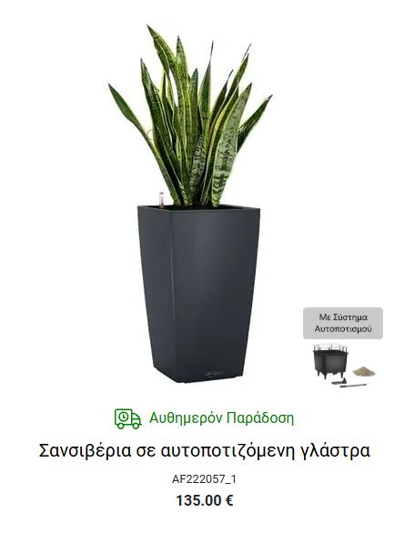 φυτο εσωτερικου χωρου σε αυτοποτιζομενη γλαστρα