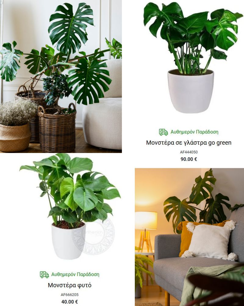 μονστερα μεγαλο φυτο εσωτερικου