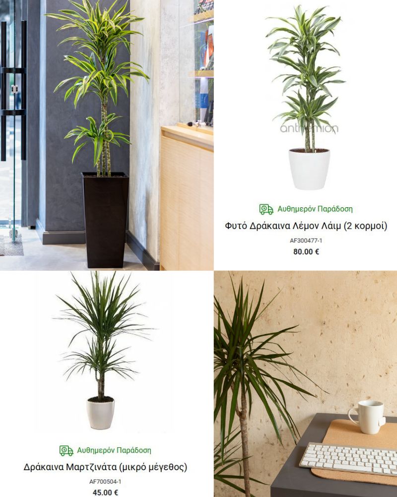 δρακαινα εσωτερικο φυτο