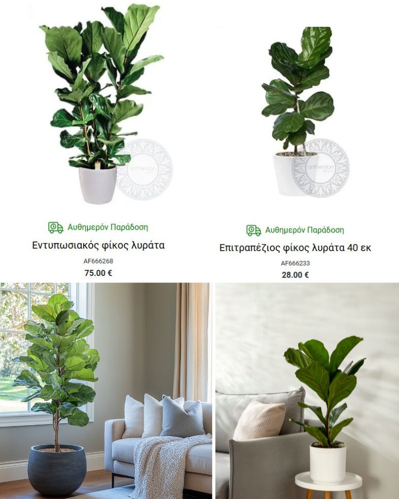 φυκος εσωτερικου χωρου τα καλυτερα