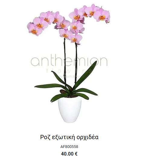 ορχιδεα δωρο για μαμα