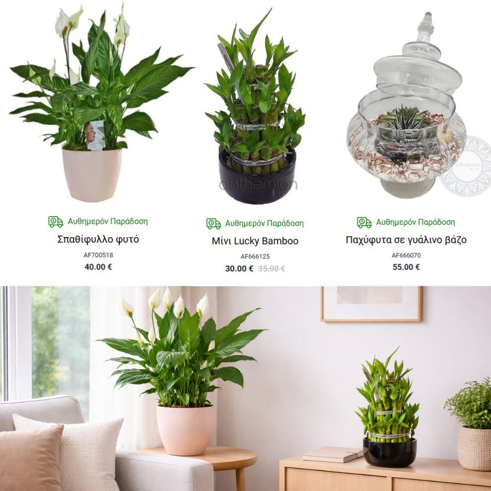 φυτα εσωτερικου χωρου