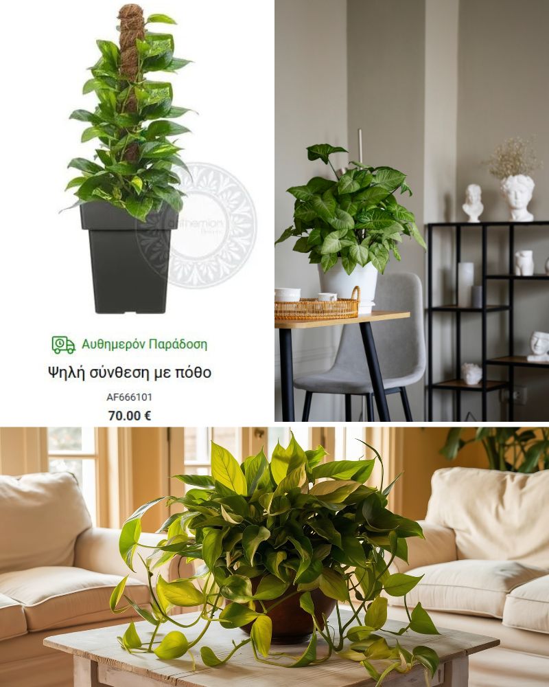 ποθος ευκολο φυτο εσωτερικου