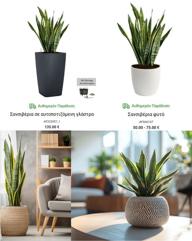 σανσεβιερα ευκολα φυτα εσωτερικου χωρου