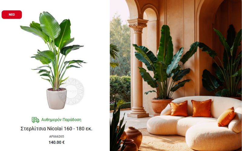 στρελιτζια τα καλυτερα φυτα