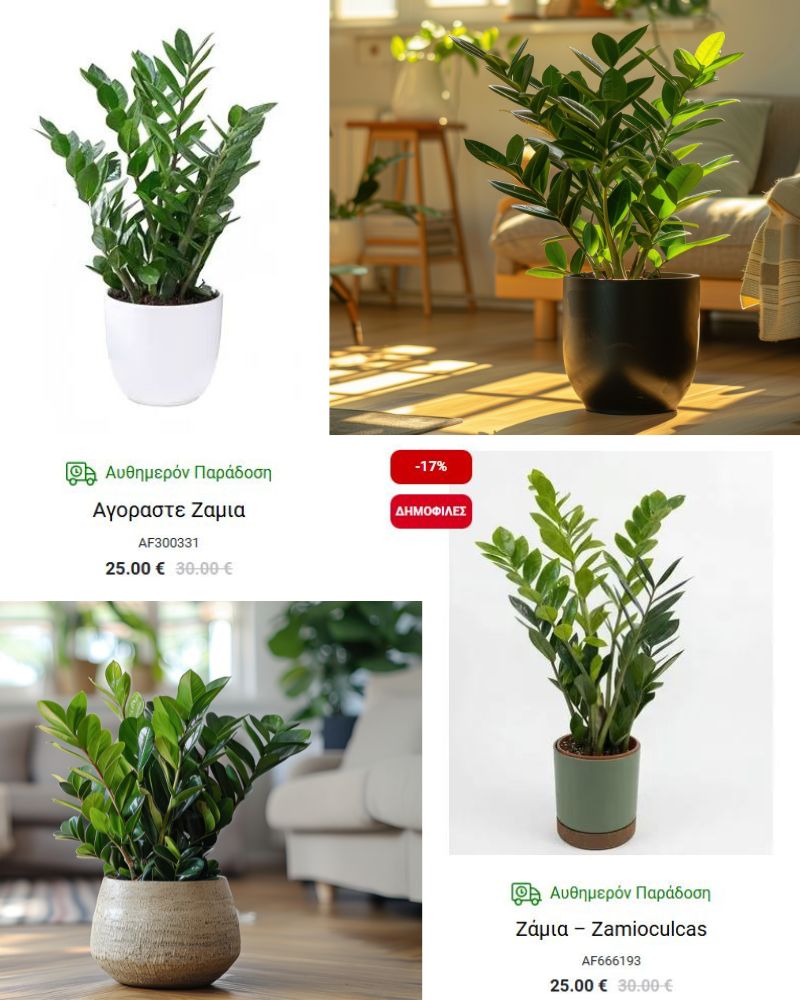 ζαμια ιδεες για ευκολα φυτα