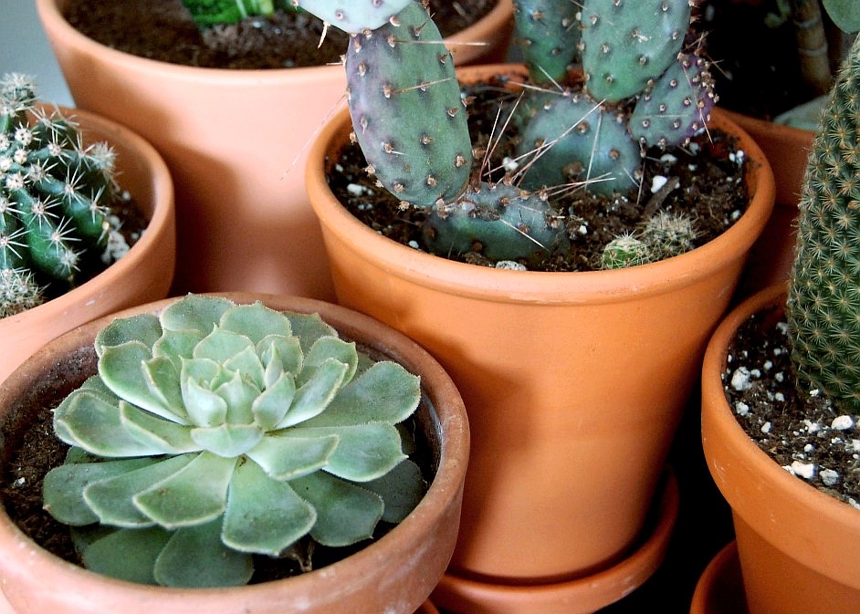 Decorative Pots for Succulents & Cacti