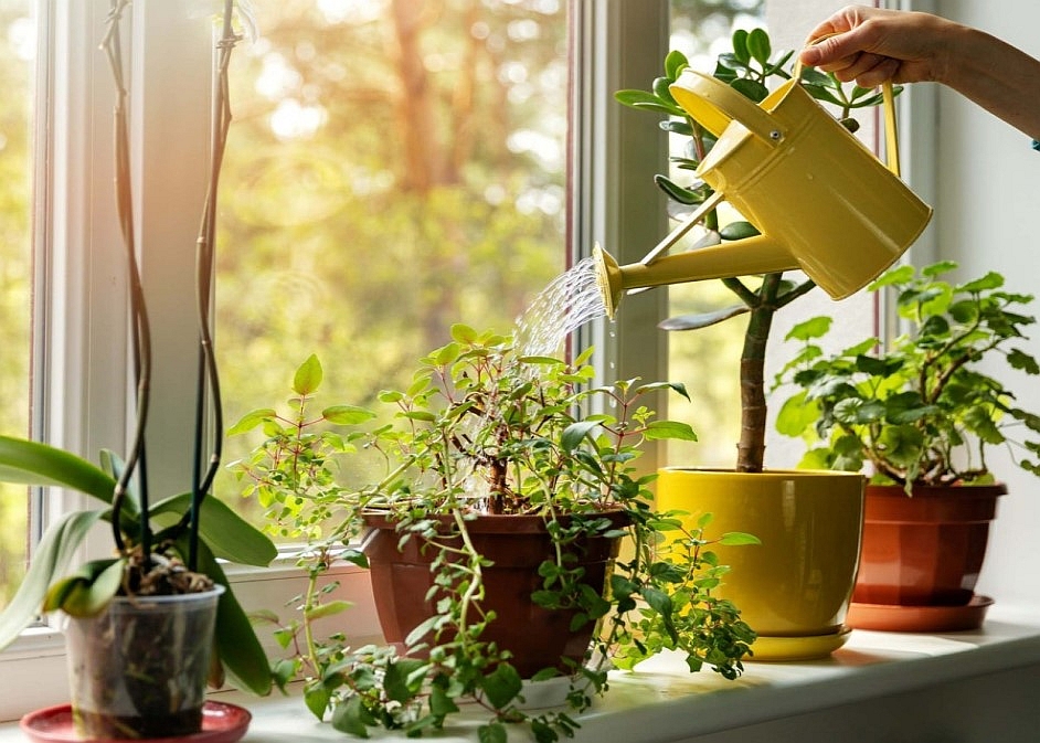 https://admin.anthemionflowers.com/pub/media/magefan_blog/house-plants-care-healthy2.jpg