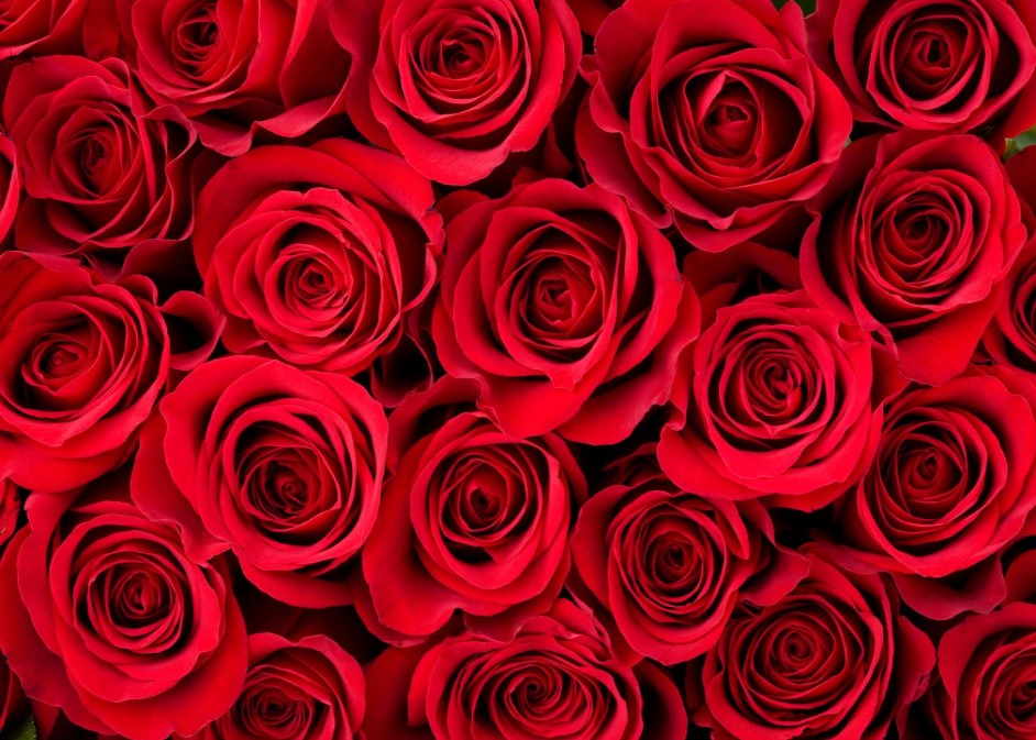 Why Red Roses Are Associated with Romance and Love