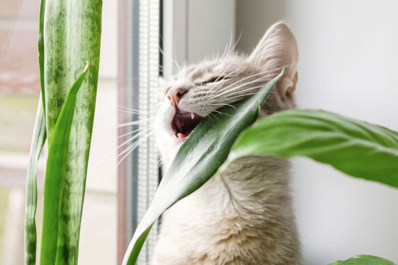 Toxic plants for your pets