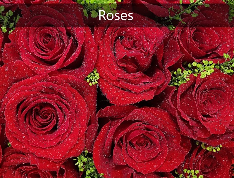 κοκκινα-τριανταφυλλα